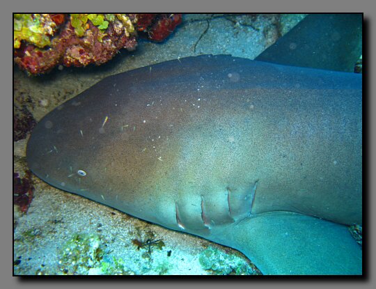 nurse shark